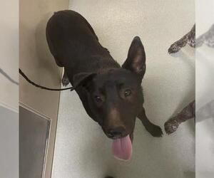 Mutt Dogs for adoption in Placerville, CA, USA