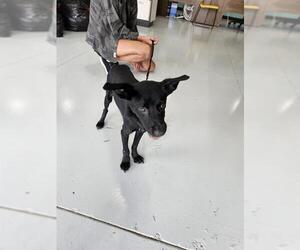 Labrador Retriever-Unknown Mix Dogs for adoption in Temple, TX, USA