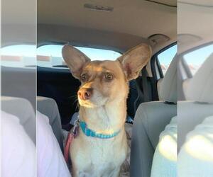 Dorgi Dogs for adoption in Gilbert, AZ, USA