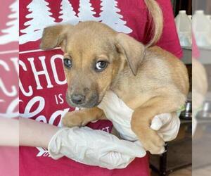 Black Mouth Cur-Labrador Retriever Mix Dogs for adoption in Livingston, TX, USA