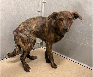 Holland Shepherd Dogs for adoption in HESPERIA, CA, USA