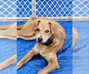 Labrador Retriever-Unknown Mix Dogs for adoption in Rocky Mount, NC, USA
