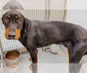 Rotterman Dogs for adoption in Houston, TX, USA