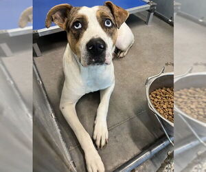 Medium Photo #1 Catahoula Leopard Dog-Unknown Mix Puppy For Sale in Tavares, FL, USA