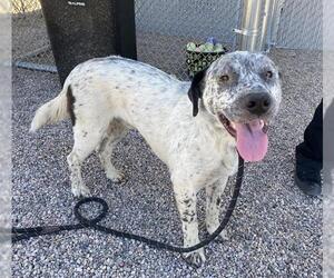 Pointer-Unknown Mix Dogs for adoption in Chandler, AZ, USA