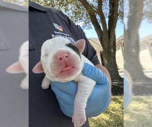 Labrador Retriever-Unknown Mix Dogs for adoption in Houston, TX, USA