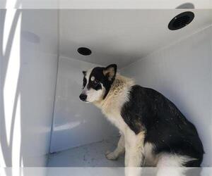 Border Collie-Unknown Mix Dogs for adoption in Houston, TX, USA
