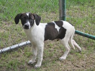 Bagle Hound Dogs for adoption in Pawtucket, RI, USA