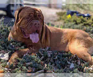Dogue de Bordeaux Dogs for adoption in Brighton, CO, USA