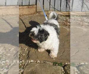 Shih Tzu Dogs for adoption in Stockport, OH, USA