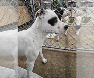 Mutt Dogs for adoption in Calgary, Alberta, Canada