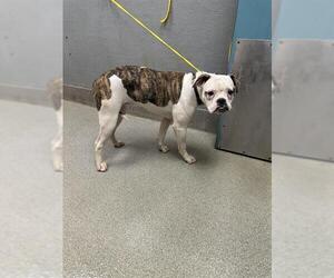 Boxer-Unknown Mix Dogs for adoption in Las Vegas, NV, USA