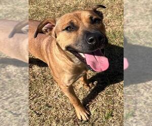Labrador Retriever-Unknown Mix Dogs for adoption in Augusta, GA, USA