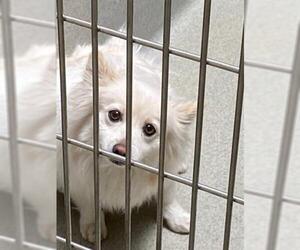 Pomeranian Dogs for adoption in Rancho Cucamonga, CA, USA