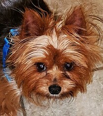 Silky Terrier Dogs for adoption in springfield, VA, USA