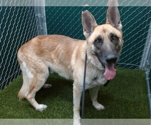 German Shepherd Dog Dogs for adoption in Downey, CA, USA