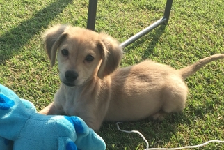 Chiweenie Dogs for adoption in Coweta, OK, USA