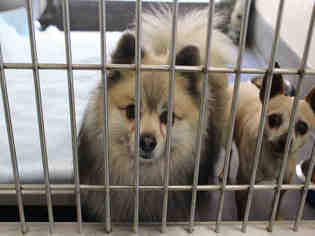 Pomeranian Dogs for adoption in Upland, CA, USA