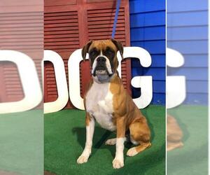 Boxer Dogs for adoption in Longview, TX, USA