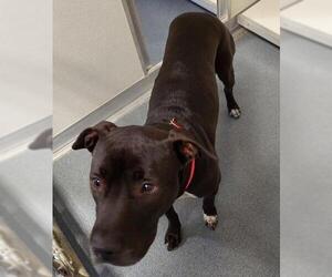 Lab-Pointer Dogs for adoption in Glen Allen, VA, USA