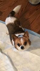 Chihuahua Dogs for adoption in Tenafly, NJ, USA