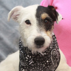 Jack Russell Terrier Dogs for adoption in Garfield Heights, OH, USA