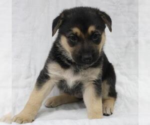 Mutt Dogs for adoption in Thief River Falls, MN, USA