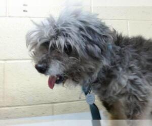 Maltese-Unknown Mix Dogs for adoption in Downey, CA, USA