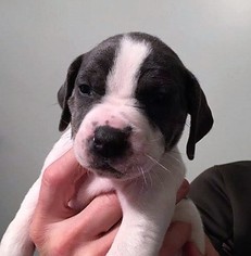 Medium Photo #1 American Pit Bull Terrier-Unknown Mix Puppy For Sale in Binghamton, NY, USA