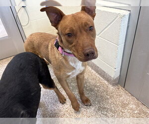 Labrador Retriever-Unknown Mix Dogs for adoption in Pueblo, CO, USA