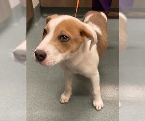 Labrador Retriever-Unknown Mix Dogs for adoption in Baytown, TX, USA