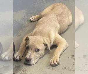 American Staffordshire Terrier Dogs for adoption in Tallahassee, FL, USA