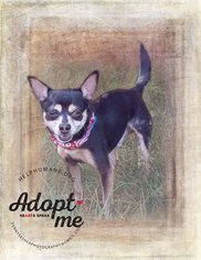 Chihuahua Dogs for adoption in Belton, MO, USA