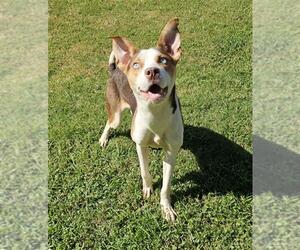 Siberian Husky-Unknown Mix Dogs for adoption in Grovetown, GA, USA