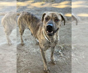 Medium Photo #1 Mutt Puppy For Sale in Riverside, CA, USA