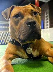 American Pit Bull Terrier-Bulldog Mix Dogs for adoption in Golden Valley, MN, USA