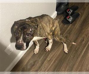 American Staffordshire Terrier Dogs for adoption in San Antonio, TX, USA