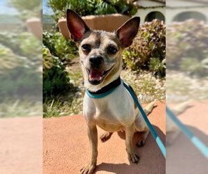 Chihuahua-Unknown Mix Dogs for adoption in Ventura, CA, USA