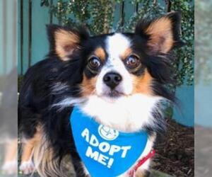 Chihuahua Dogs for adoption in Pacific Grove, CA, USA