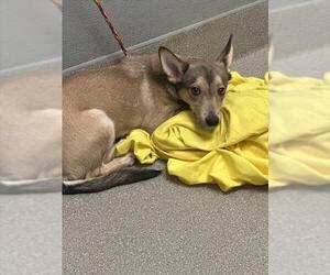Rat Terrier-Unknown Mix Dogs for adoption in Las Vegas, NV, USA