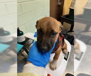 Mutt Dogs for adoption in Stockton, CA, USA