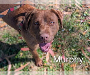 Labrador Retriever-Unknown Mix Dogs for adoption in McKinleyville, CA, USA