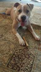 American Pit Bull Terrier-Unknown Mix Dogs for adoption in Elkhorn, WI, USA