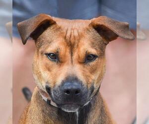 American Staffordshire Terrier-Rhodesian Ridgeback Mix Dogs for adoption in Huntley, IL, USA