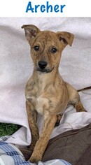 Mountain Cur-Unknown Mix Dogs for adoption in Arlington, VA, USA