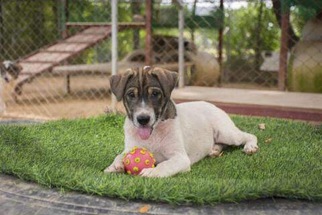 Mutt Dogs for adoption in Savannah, NY, USA