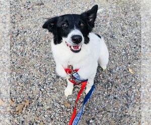 Border Collie-Unknown Mix Dogs for adoption in Princeton, MN, USA