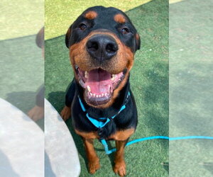 Rottweiler-Unknown Mix Dogs for adoption in Lakewood, CO, USA