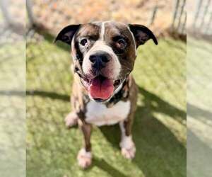 American Pit Bull Terrier-Unknown Mix Dogs for adoption in Rowlett, TX, USA