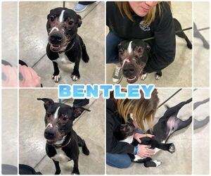 American Staffordshire Terrier-Labrador Retriever Mix Dogs for adoption in Pierceton , IN, USA